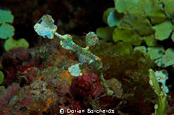 Small Halameda Ghost Pipefish.Taken with Nikon D70s,60 mm... by Dorian Borcherds 